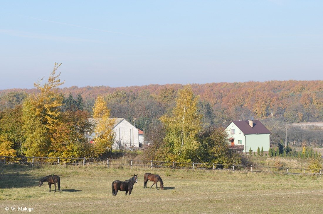 Polska Prowincja Komarów Osada